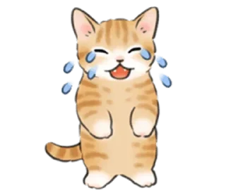 Telegram sticker 🐱 Cat life @StickersPackRobot