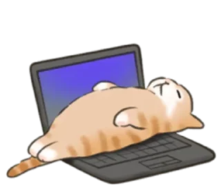 Telegram sticker 🐱 Cat life @StickersPackRobot