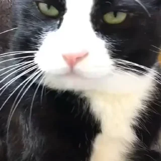 Video sticker 😋 Больше стиков тут: @stikery4