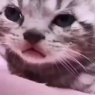 Video sticker 😭 Больше стиков тут: @stikery4