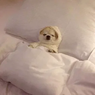 Video sticker 😐 My Choice 2 @MILchnl