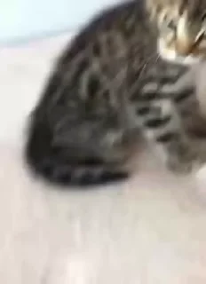 Video sticker 😡 Kiss