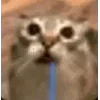 Video sticker 🌟 далбаебы :...