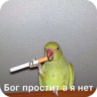 Video sticker 🐦 дрысня от @YarkoSvechu