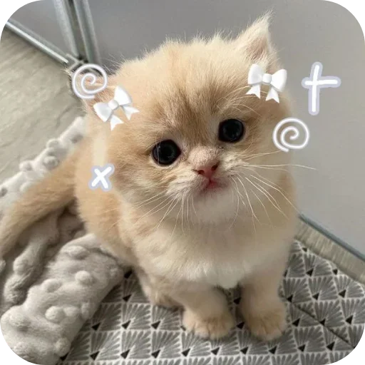 Telegram stiker 🐱 Anjali's video pack (@Mikasa_Ackrman_Bot)