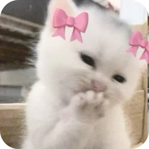 Telegram stiker 🐱 Anjali's video pack (@Mikasa_Ackrman_Bot)