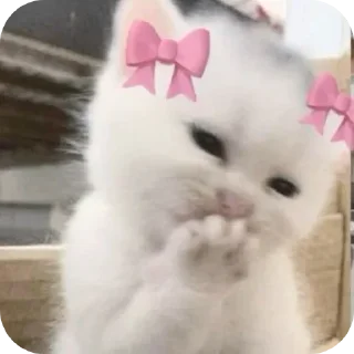 Video sticker 🐱 Anjali's video pack (@Mikasa_Ackrman_Bot)