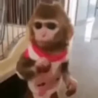 Video sticker 😧 fenitoína :: @fStikBot