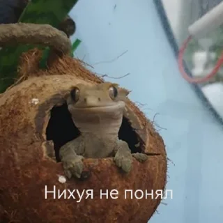 Video sticker ❓ ЭкзоРЫЛО (@grasskur)