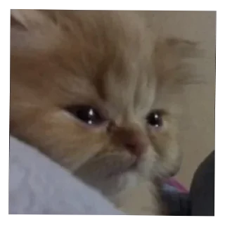 Video sticker 🐱 Сезаровский крик души
