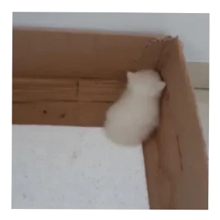 Video sticker 🤲 Сезаровский крик души