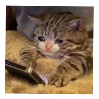 Telegram sticker 🐱 Сезаровский крик души