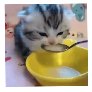 Sticker 🐱 Сезаровский крик души