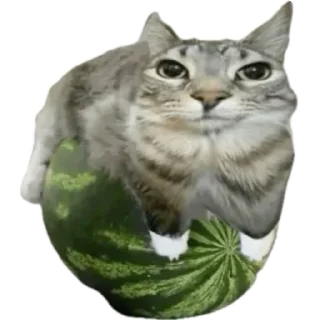 Telegram sticker 🐱 @furealae