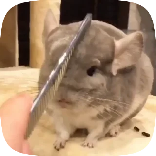 Телеграм стикер 🔪 Шиншилла @BredRa