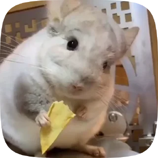 Телеграм стикер 🙂 Шиншилла @BredRa