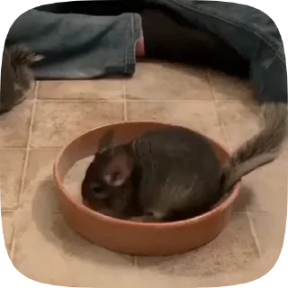 Телеграм стикер 😠 Шиншилла @BredRa