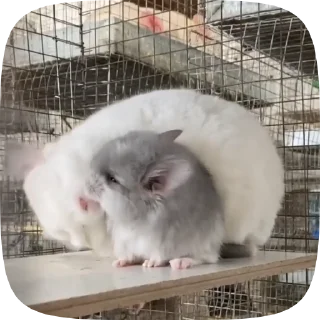 Телеграм стикер 😘 Шиншилла @BredRa