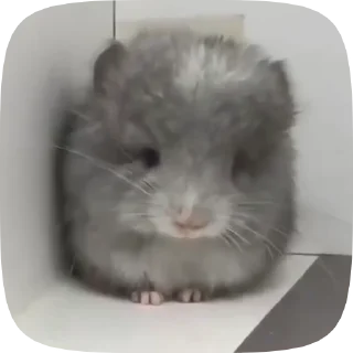 Телеграм стикер 🚶‍♂️ Шиншилла @BredRa