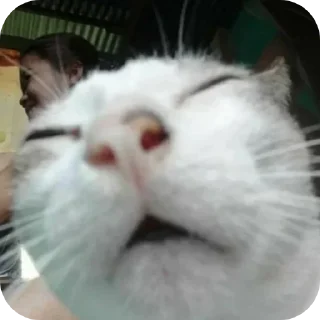 Telegram sticker 🐱 @khob_man_ridam_be_in_zendegi