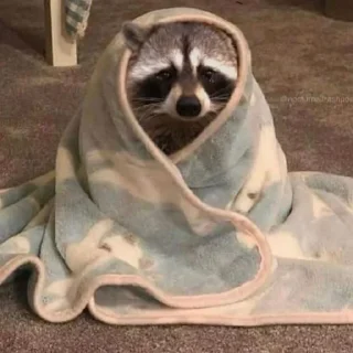 Sticker 😓 Mapaches