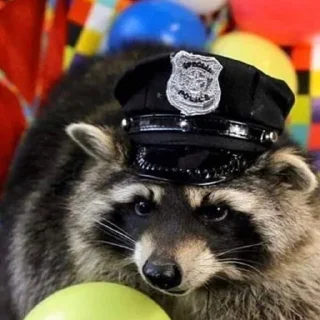 Video sticker 👮 Mapaches