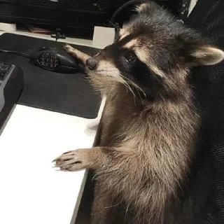 Video sticker 🖥️ Mapaches