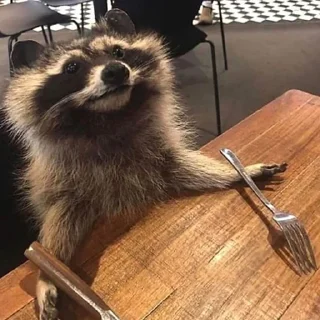 Telegram sticker 🍴 Mapaches