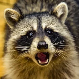 Telegram sticker 😨 Mapaches