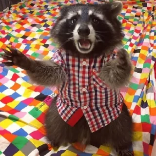 Telegram sticker 😧 Mapaches