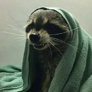 Telegram sticker 😾 Mapaches