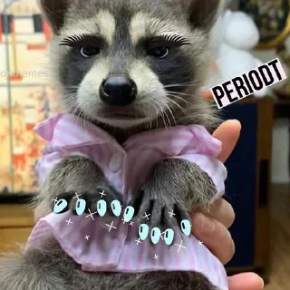 Telegram sticker 💅 Mapaches