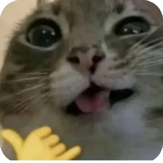 Telegram stiker 🐱 Nazedits pack