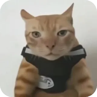 Telegram sticker 🐱 قلتشات :: @silve_r1