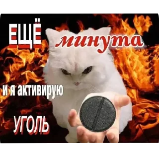 Video sticker 🐱 Все стикеры тг кликай и бери 👉 @stiki_tg_nah_canal