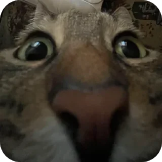 Telegram sticker 🐱 Все стикеры тг кликай и бери 👉 @stiki_tg_nah_canal