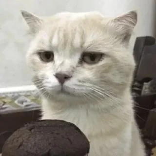 Sticker 🐾 ch: @hiihi .