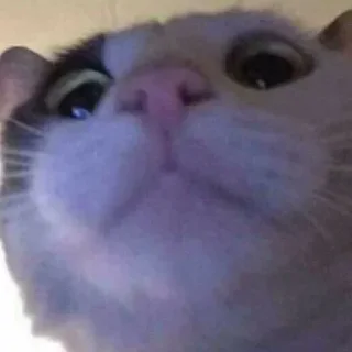 Video sticker 🐾 ch: @hiihi .