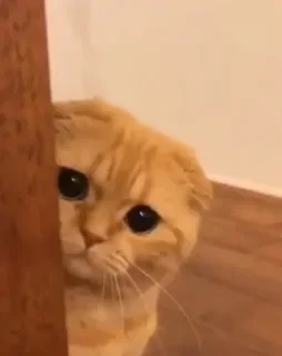 Video sticker 🐾 ch: @hiihi .