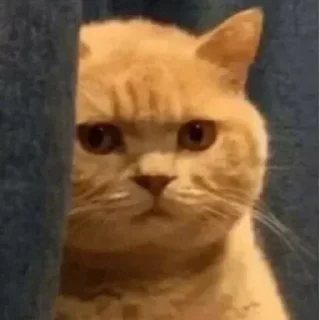 Video sticker 🐾 ch: @hiihi .