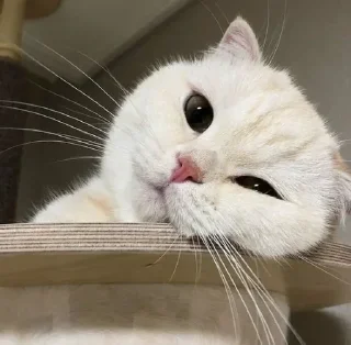 Telegram sticker 🐾 ch: @hiihi .