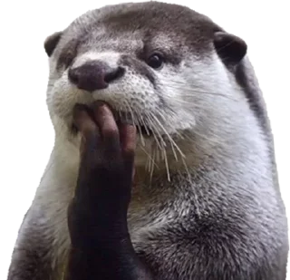 Telegram sticker 🧐 GerardoShadow_Stickers