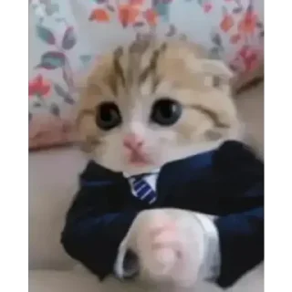 Telegram sticker 🐱 GerardoShadow_Stickers