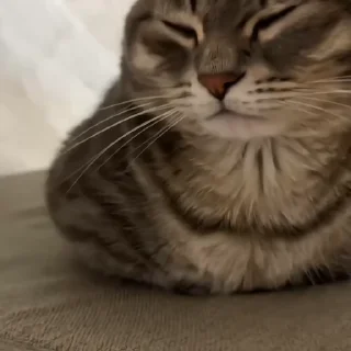 Video sticker 🐾 Ppppp3