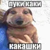 Sticker 🤩 Собакены @EmojiRu_Bot