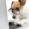 Video sticker 🤩 Собакены @...