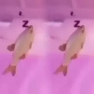 Video sticker 🐟 для вп @lmpcrv