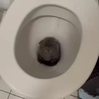 Sticker 🐱 Ебало 2.0
