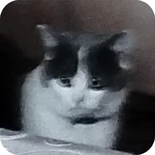 Video sticker 👍 Больше стиков тут: @stikery4