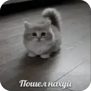 Video sticker 😡 Больше стиков тут: @stikery4